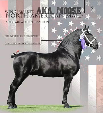 Windermere AKA Moose - Percheron Stallion